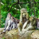 adi ubud tour-professional tour guide and speaking English driver-bali tour guide- interesting place in Bali-ubud monkey forest - ubud monkey forest tour - adi ubud tour